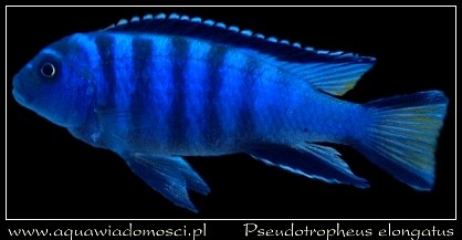 Pseudotropheus elongatus.jpg